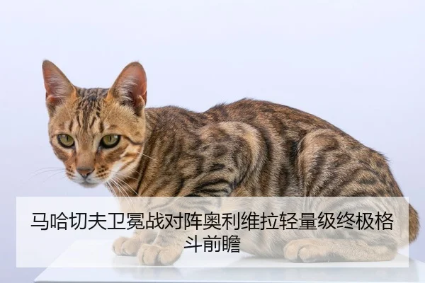 ma-ha-qie-fu-wei-mian-zhan-dui-zhen-ao-li-wei-la-qing-liang-ji-zhong-ji-ge-dou-qian-zhan-2-834.jpg